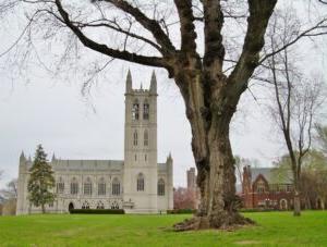 English Elm tree