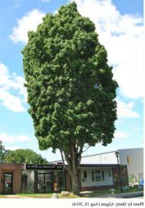 Temple's Upright Sugar Maple